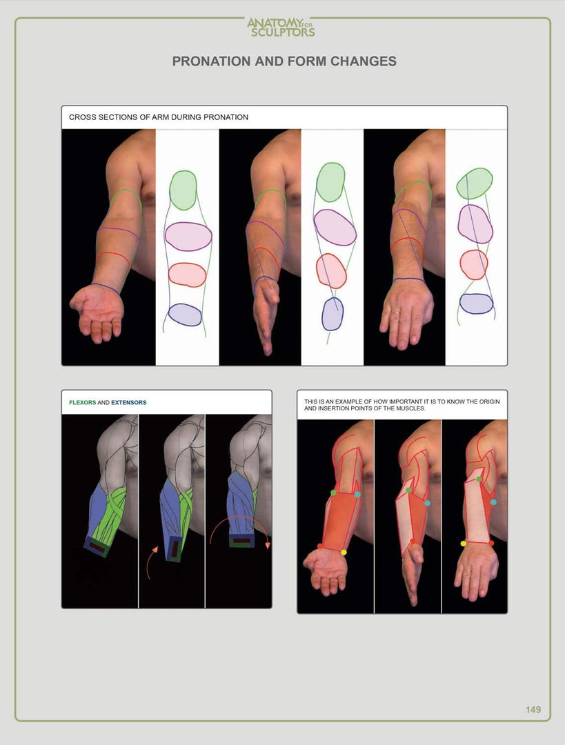 Anatomy For Sculptors, Understanding the Human Figure