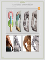 Load image into Gallery viewer, Anatomy For Sculptors, Understanding the Human Figure
