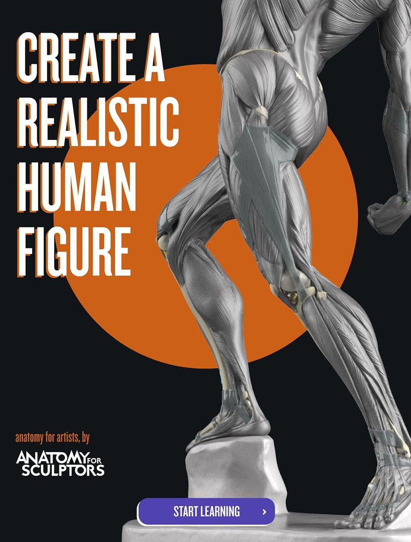 Anatomy For Sculptors, Understanding the Human Figure